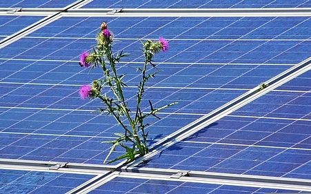 PV mit Pflanze